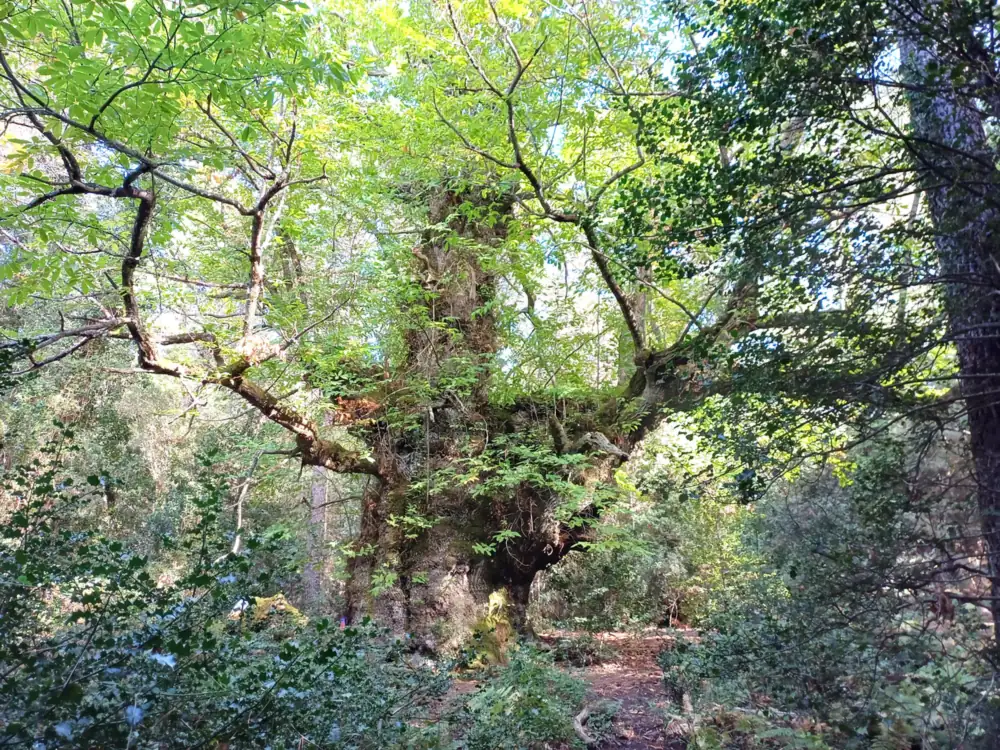 The thousand-year-old chestnut tree of Zonza, in the Alta Rocca (Southern Corsica)