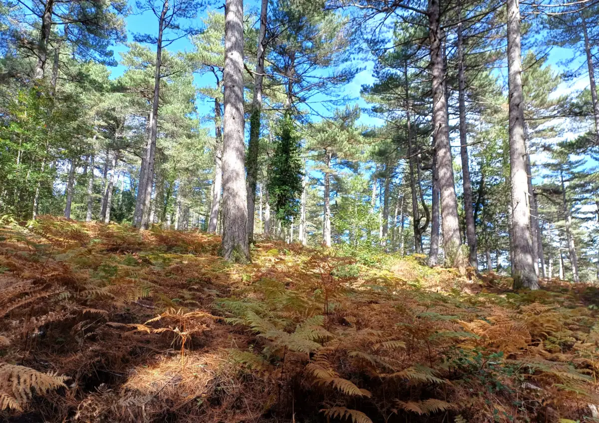The thousand-year-old chestnut tree of Zonza: an autumn walk in the Alta Rocca