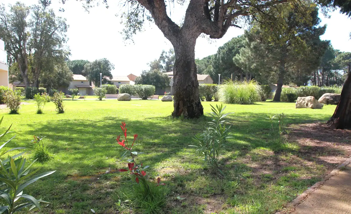 Observer les tortues Hermann en Corse